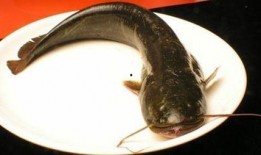 韩国鲶鱼爆料视频播放下载,独家播放下载解析