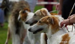 兽境猎犬爆料视频,惊心动魄的野外生存挑战