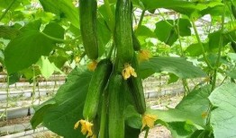 爆料黄瓜出问题视频,揭秘视频揭露的食品安全问题