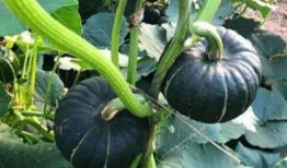 网红吃瓜八卦图片大全,揭秘娱乐圈八卦风云图鉴