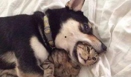 二狗连麦爆料视频下载,视频内容深度解析