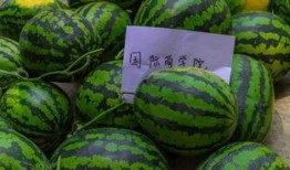 西瓜免费吃瓜,免费吃瓜盛宴，西瓜盛宴等你来