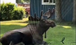 动物性本能在线观看,在线观看揭示自然界的生存智慧