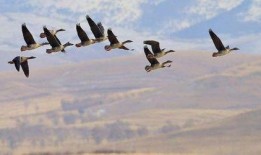 新闻爆料临沂大雁哥事件,爱心传递引发社会关注