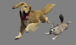 兽境猎犬爆料视频,惊心动魄的野外生存挑战