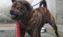 兽境猎犬爆料视频,惊心动魄的野外生存挑战