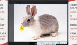 兔子在线观看,兔子在线观看，解锁无限欢乐时光