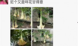 植物最新爆料,揭秘绿色生命的奥秘与进化轨迹