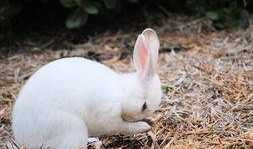 兔子在线观看,兔子在线观看，解锁无限欢乐时光