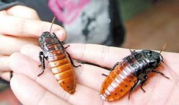 喋血蟑螂在线观看