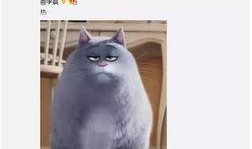 胖猫最新爆料视频,揭秘娱乐圈惊人内幕！