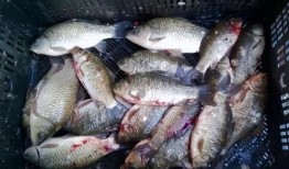 鱼老板地瓜爆料视频大全,揭秘视频大全背后的精彩故事