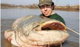 韩国鲶鱼爆料视频播放下载,独家播放下载解析