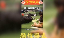 恶搞爆料配音视频大全,笑料百出，欢乐无限