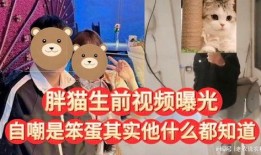 胖猫最新爆料视频,揭秘娱乐圈惊人内幕！