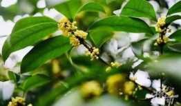 植物最新爆料,揭秘绿色生命的奥秘与进化轨迹