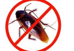 喋血蟑螂在线观看