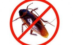 喋血蟑螂在线观看