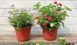 金店柜姐爆料视频大全最新